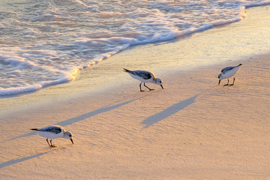 WILDLIFE - Sanderlings at Pine Beach in Bon Secour National Wildlife Refuge in Fort Morgan AL