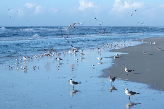 WILDLIFE - Ring-Billed Gulls and Sanderlings at Okaloosa Island in Fort Walton Beach FL
