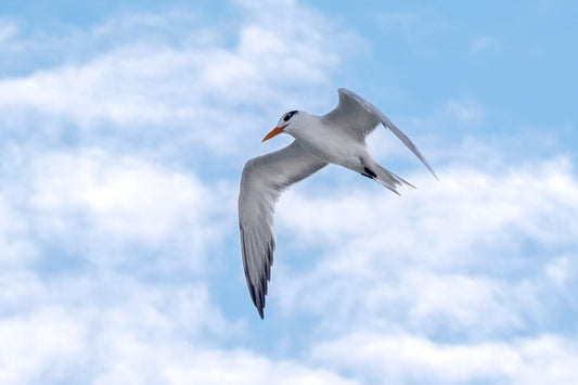 WILDLIFE - Gull-Billed Tern at Pine Beach in Bon Secour National Wildlife Refuge in Fort Morgan AL
