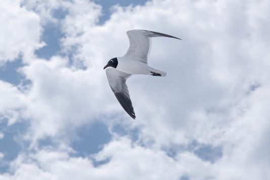 WILDLIFE - Laughing Gull at Okaloosa Island in Fort Walton Beach FL
