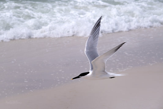 WILDLIFE - Common Tern at Opal Beach in Santa Rosa Area of Gulf Islands National Seashore near Navarre Beach FL