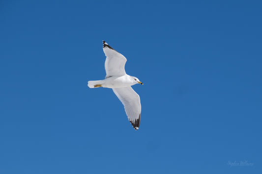 WILDLIFE - Ring-Billed Gull at Langdon Beach in Fort Pickens Area of Gulf Islands National Seashore near Pensacola FL