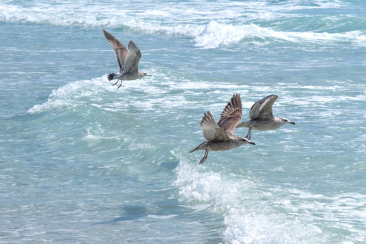 WILDLIFE - Herring Gulls at Opal Beach in Santa Rosa Area of Gulf Islands National Seashore near Navarre Beach FL