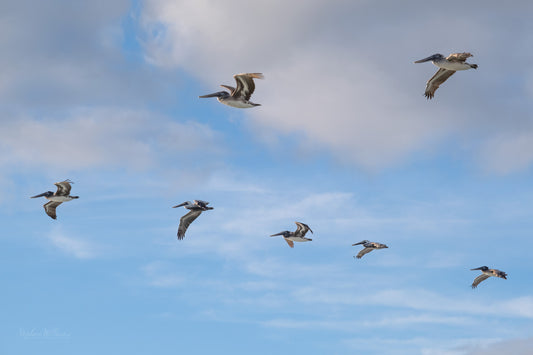 WILDLIFE - Brown Pelicans at Pine Beach in Bon Secour National Wildlife Refuge in Fort Morgan AL