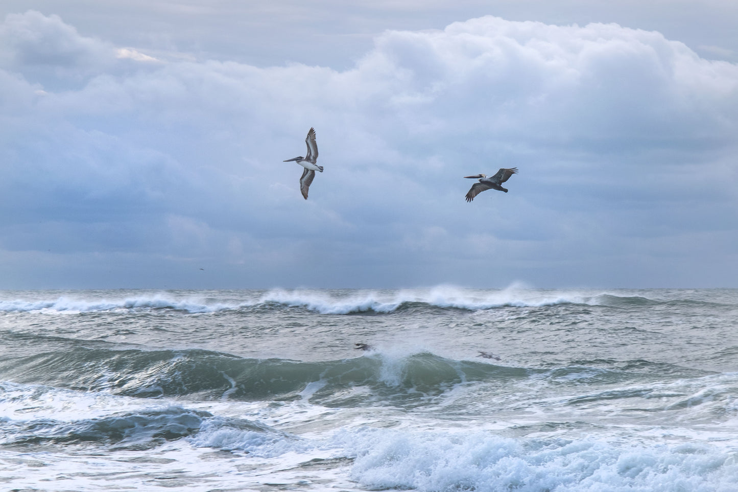 WILDLIFE - Brown Pelicans at Pine Beach in Bon Secour National Wildlife Refuge in Fort Morgan AL