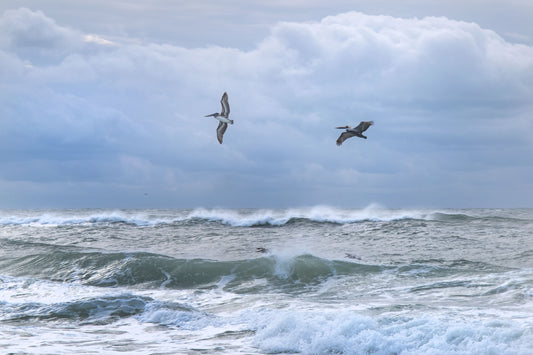 WILDLIFE - Brown Pelicans at Pine Beach in Bon Secour National Wildlife Refuge in Fort Morgan AL