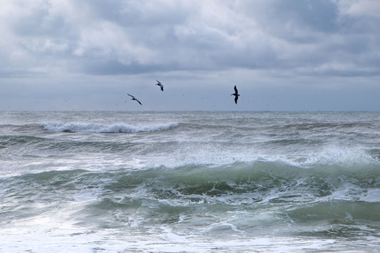 WILDLIFE - Brown Pelicans at Pine Beach in Bon Secour National Wildlife Refuge in Fort Morgan AL
