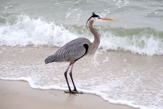 WILDLIFE - Great Blue Heron at Pine Beach in Bon Secour National Wildlife Refuge in Fort Morgan AL