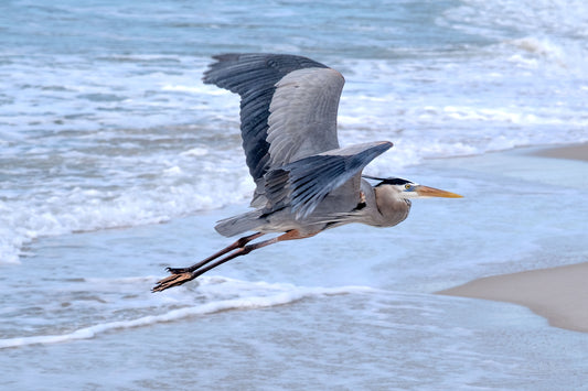 WILDLIFE - Great Blue Heron at Pine Beach in Bon Secour National Wildlife Refuge in Fort Morgan AL