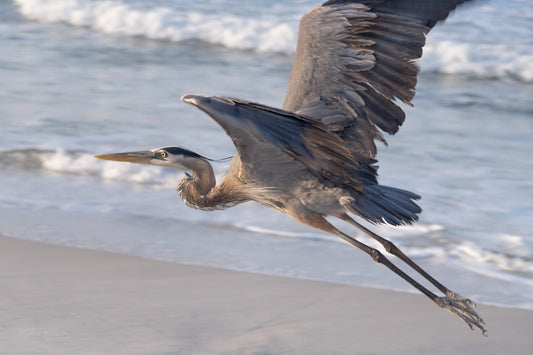 WILDLIFE - Great Blue Heron at Pine Beach in Bon Secour National Wildlife Refuge in Fort Morgan AL