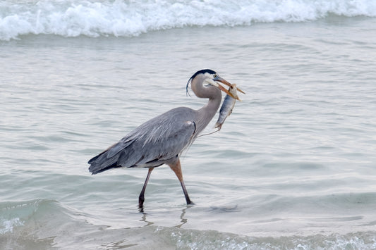 WILDLIFE - Great Blue Heron at Pine Beach in Bon Secour National Wildlife Refuge in Fort Morgan AL