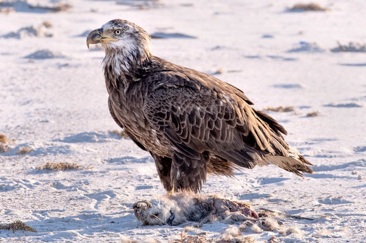 WILDLIFE - Immature Bald Eagle at Pine Beach in Bon Secour National Wildlife Refuge in Fort Morgan AL