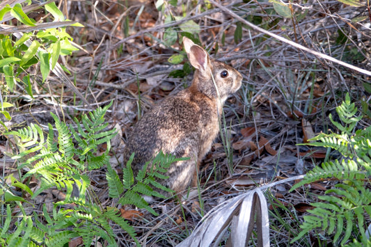 WILDLIFE - Marsh Rabbit in Bon Secour National Wildlife Refuge in Fort Morgan AL