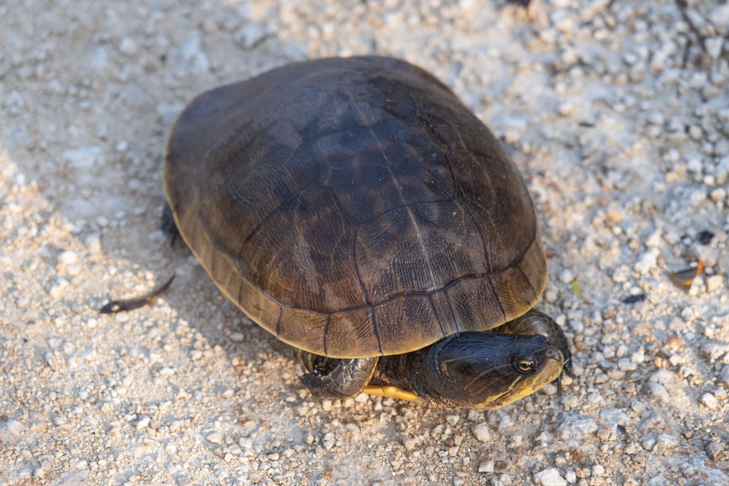 WILDLIFE - Alabama Map Turtle in Bon Secour National Wildlife Refuge in Fort Morgan AL
