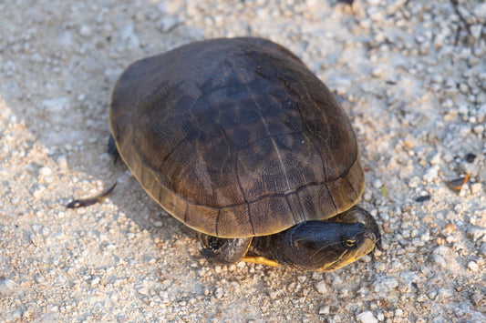WILDLIFE - Alabama Map Turtle in Bon Secour National Wildlife Refuge in Fort Morgan AL