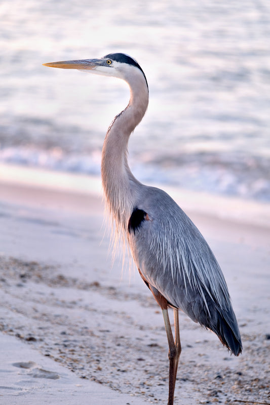 WILDLIFE - Great Blue Heron at Pine Beach in Bon Secour National Wildlife Refuge in Fort Morgan AL