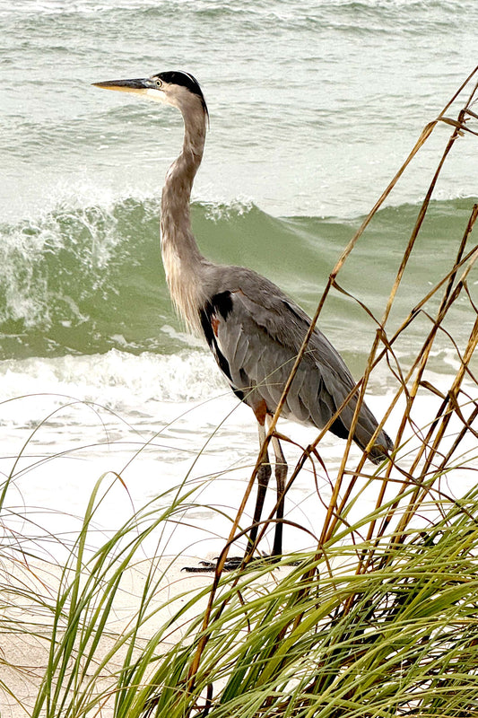 WILDLIFE - Great Blue Heron at Pine Beach in Bon Secour National Wildlife Refuge in Fort Morgan AL
