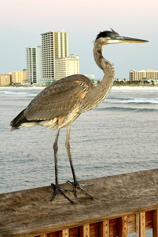 WILDLIFE - Great Blue Heron at Gulf State Park Fishing and Sightseeing Pier Between Gulf Shores AL and Orange Beach AL