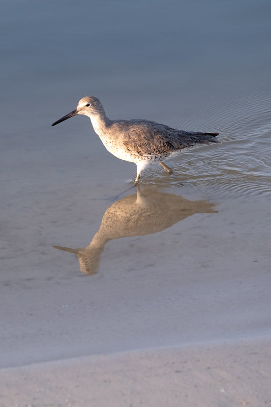 WILDLIFE - Willet at Pine Beach in Bon Secour National Wildlife Refuge in Fort Morgan AL