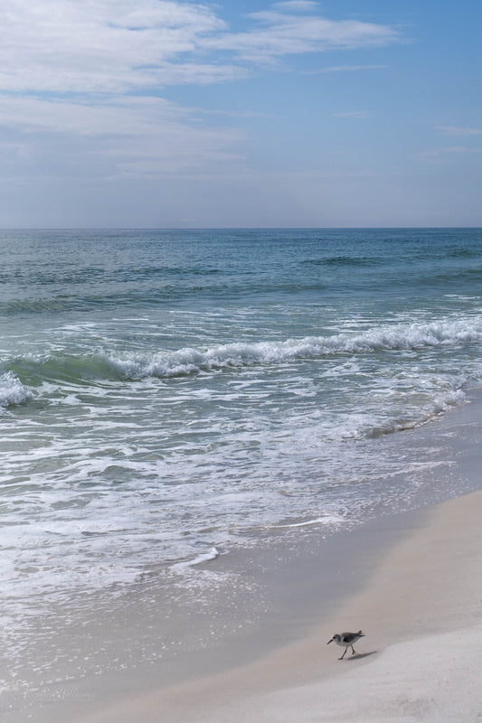 WILDLIFE - Sanderling at Pine Beach in Bon Secour National Wildlife Refuge in Fort Morgan AL