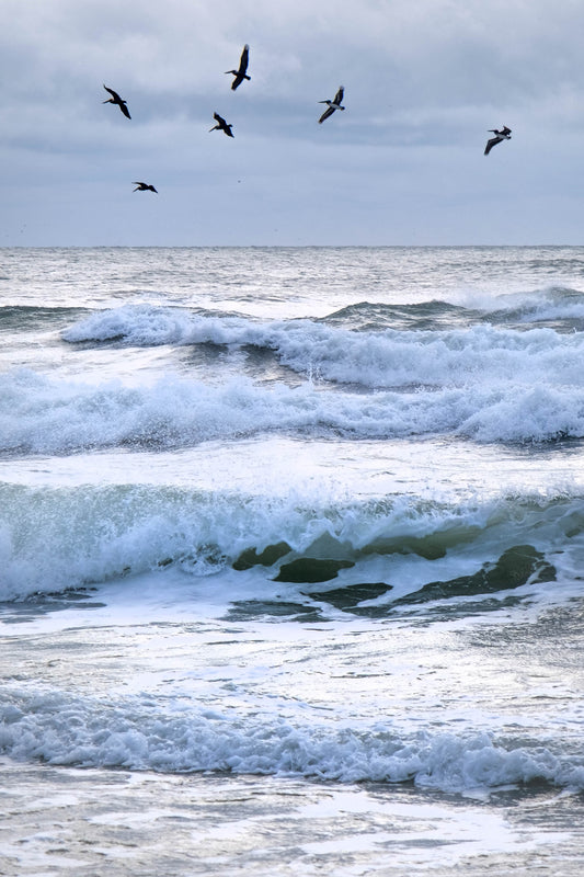 WILDLIFE - Brown Pelicans at Pine Beach in Bon Secour National Wildlife Refuge in Fort Morgan AL